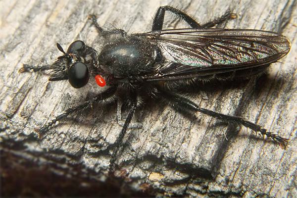 0263-0260-dip-asilidae-choerades-gilva-female-martina-120804.jpg