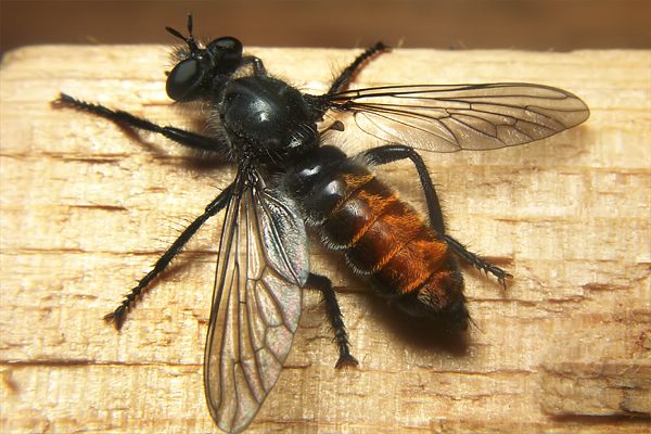 0263-0274-dip-asilidae-choerades-gilva-female-martina-120804.jpg