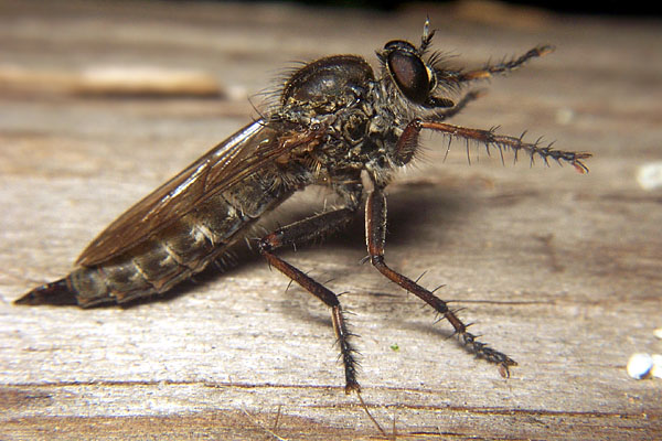 0484-dip-asilidae-tolmerus-atricapillus-female-innervillgraten-060903.jpg