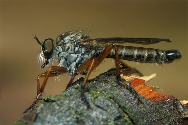 0704-dip-asilidae-neomochtherus-pallipes-male-rueterberg-070706.jpg