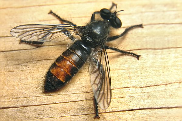 0951-0223-dip-asilidae-choerades-gilva-female-valgrande-190706.jpg