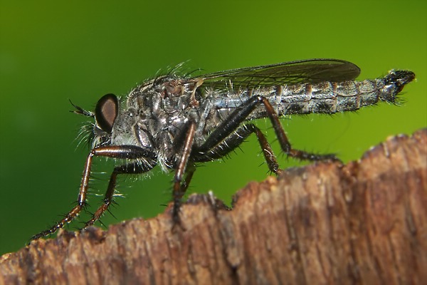 1203-dip-asilidae-tolmerus-atricapillus-male-barkhorst-030904.jpg