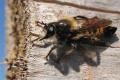 1758-dip-asilidae-laphria-flava-male-winkeltal-050805kb_t1.jpg