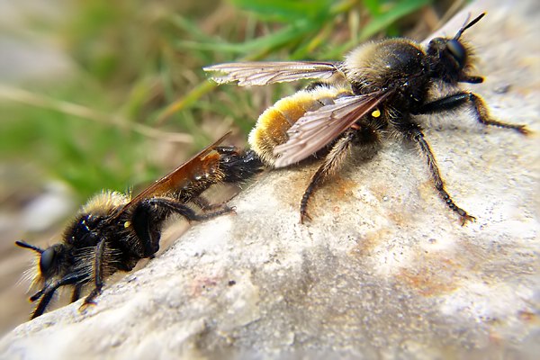 8333-dip-asilidae-laphria-flava-couple-arntal-250803.jpg