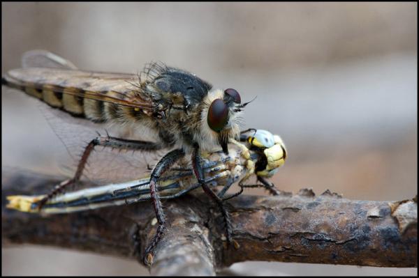 asilidae_canarias_libelula_red_dip.jpg