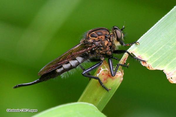 asilidae_efferia_sp_female_23136672a.jpg