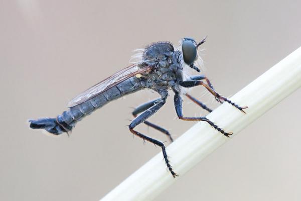 asilidae_kurzenkoiellus_dasypygus.jpg