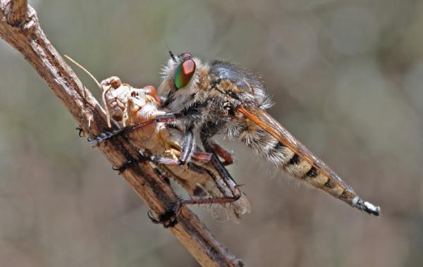 asilidae_saltamontes_canarias.jpg