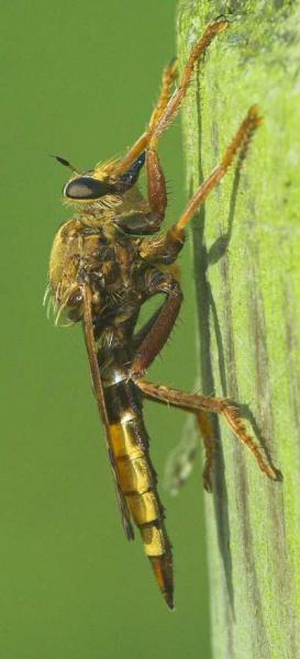 asilus_crabroniformis_20080804_worfolk.jpg