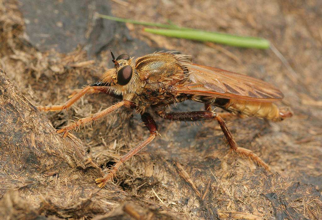 Asilidae: Asilus crabroniformis (male) (1)