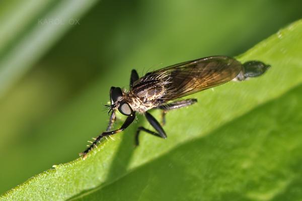 diptera2.jpg