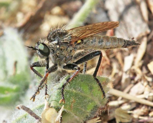 dysmachus_hiulcus_male_di.jpg