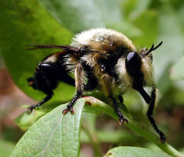 laphria_affinis_01.jpg