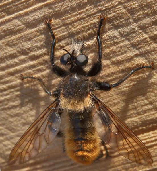 laphria_flava.jpg