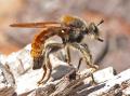 laphria_flavescens_male_di_t1.jpg