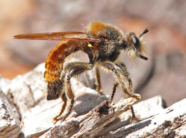 laphria_flavescens_male_di.jpg