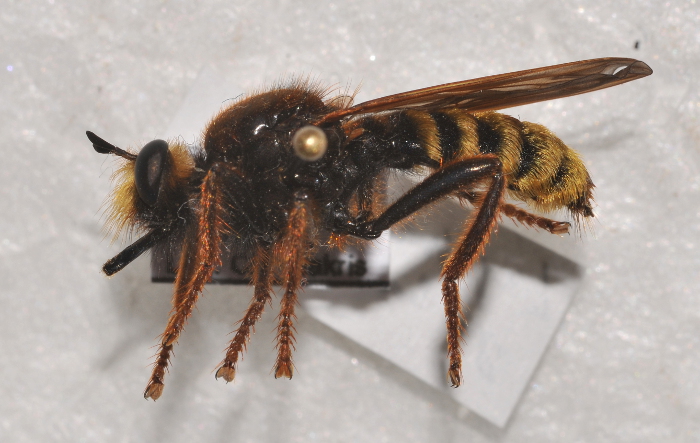 Asilidae: Laphria galathei (female) (1) Asilidae: Laphria galathei (female) (1)