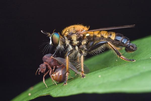 laphria_sobria.jpg