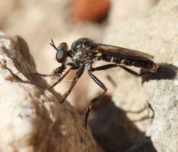 paraphamartania_guadarramensis_male_di.jpg