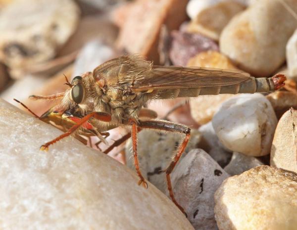 stenopogon_heteroneurus_male_megeces_di.jpg