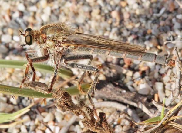 stenopogon_junceus_male_di.jpg