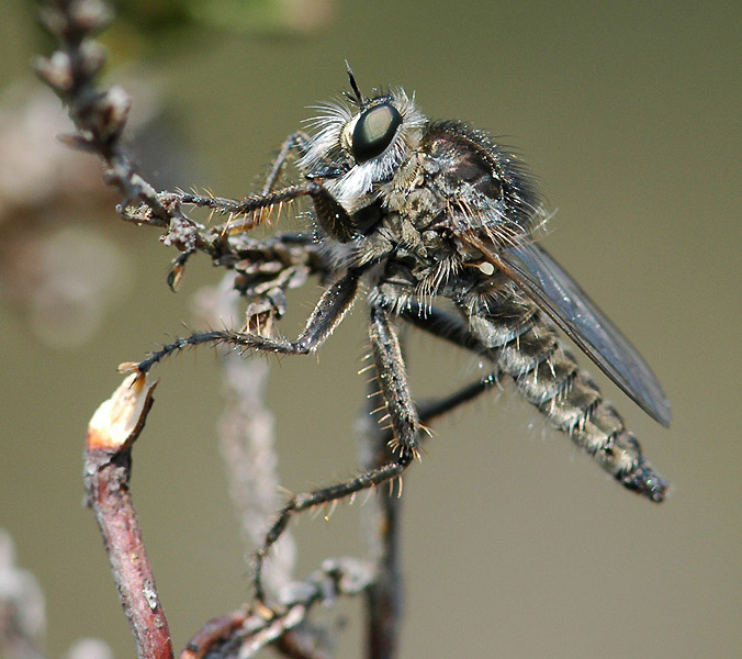 Asilidae: Dysmachus trigonus (male) (1) Asilidae: Dysmachus trigonus (male) (1)