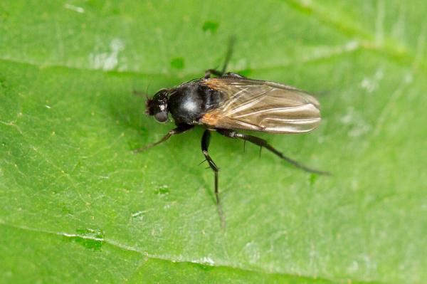 phoridae_1.jpg