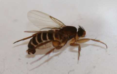 spiniphora.jpg