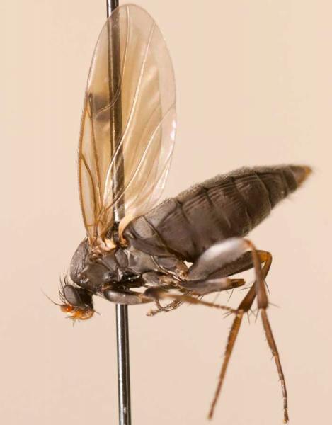 spiniphora_maculata.jpg