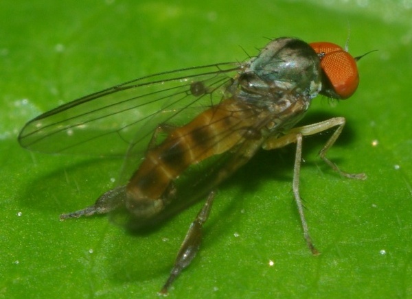 agathomyia_falleni_male2.jpg