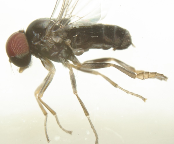 lindneromyia_hungarica_2.jpg