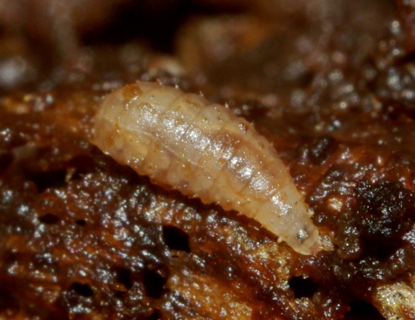 protoclythia_rufa_larva2.jpg