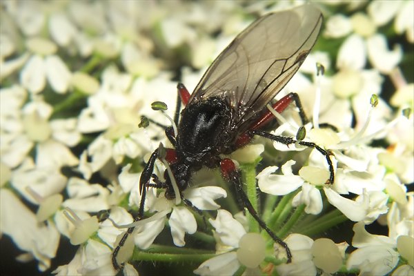 0110-dip-bibionidae-bibio-pomonae-female-arntal-030804.jpg