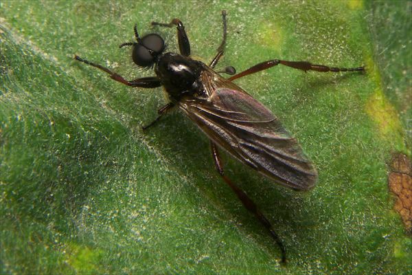 1397-1391-dip-bibionidae-bibio-lanigerus-male-winkeltal-200706.jpg