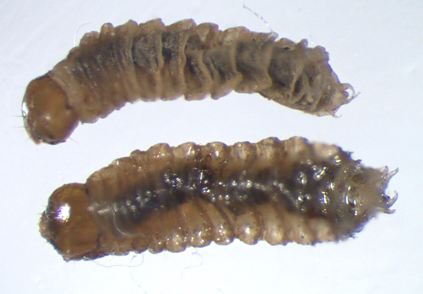 Bibionidae: Bibio sp. (larva) (3) Bibionidae: Bibio sp. (larva) (3)