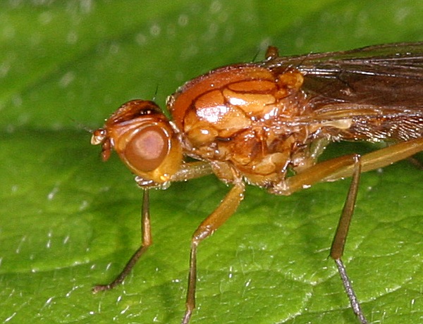 110_1074fly.jpg