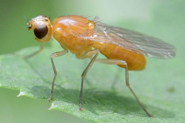 2016-05-30-orange_fly_xxx-at_a_maple_leaf-schenefeld-dsc1469.jpg