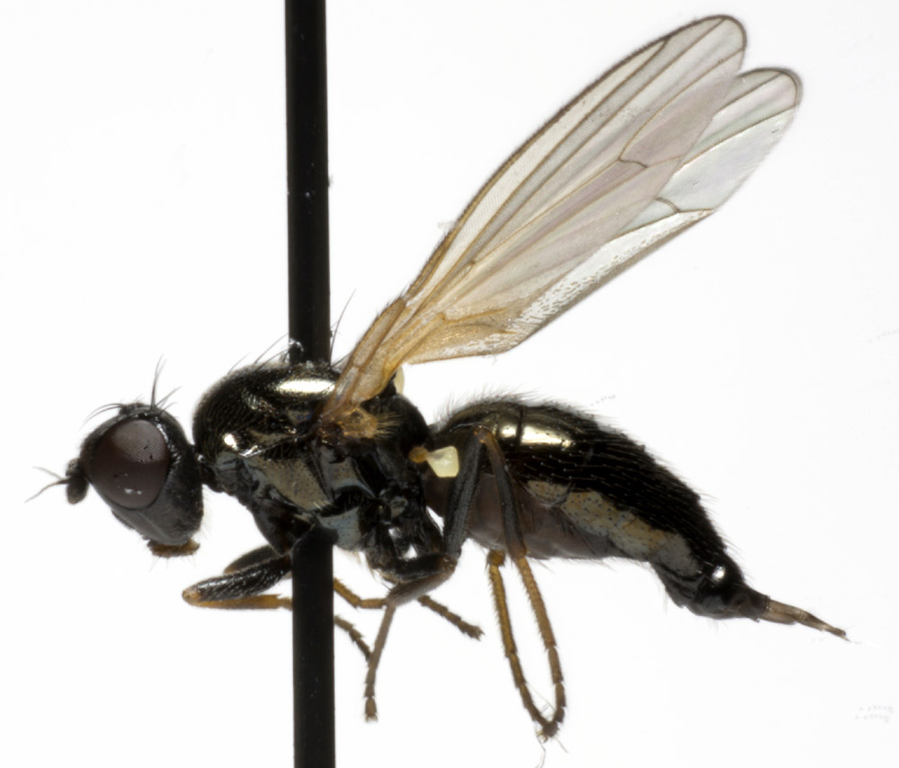 Psilidae: Chamaepsila atra (female) (1) Psilidae: Chamaepsila atra (female) (1)