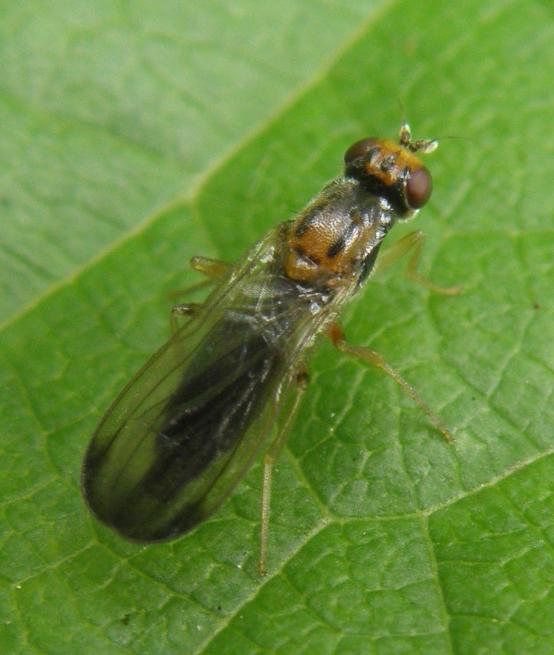 Psilidae: Chyliza vittata (1) Psilidae: Chyliza vittata (1)