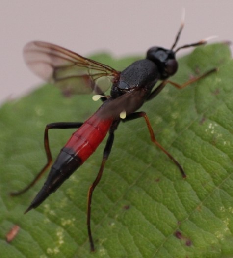 lorocera3.jpg