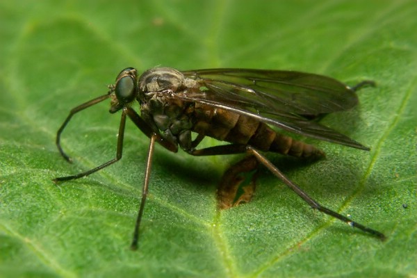 1316-dip-rhagionidae-rhagio-tringarius-female-falzarego-210706.jpg