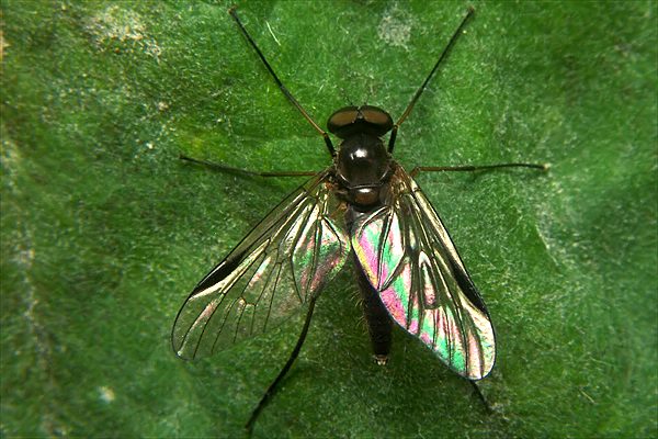 1535-1537-dip-rhagionidae-rhagio-lineola-male-winkeltal-200706.jpg