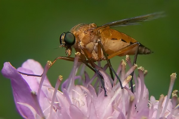 6160-6158-dip-rhagionidae-rhagio-tringarius-female-kufstein-150706.jpg