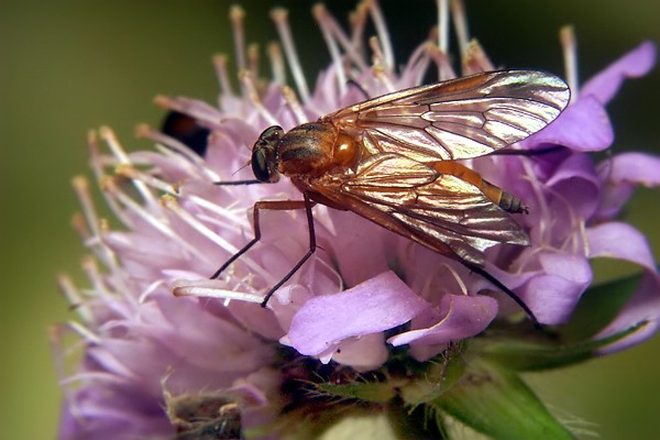 6160-dip-rhagionidae-rhagio-tringarius-female-kufstein-150706.jpg