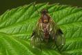 9302-9305-dip-rhagionidae-chrysopilus-nubecula-female-kalksteinerbachtal-050804_t1.jpg