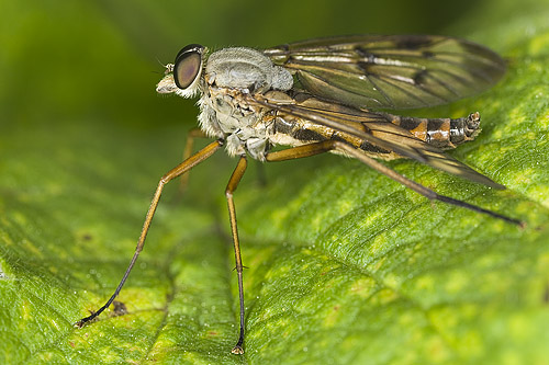 rhagionidae.jpg