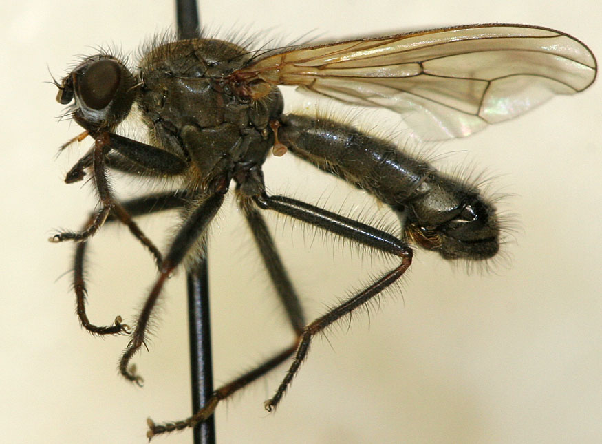 Scathophagidae: Scathophaga cordylurina (male) (1) Scathophagidae: Scathophaga cordylurina (male) (1)