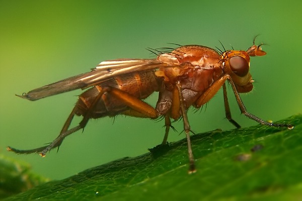 2002-2001-dip-sciomyzidae-tetanocera-freyi-vs-silvatica-female-groednerjoch-240706.jpg