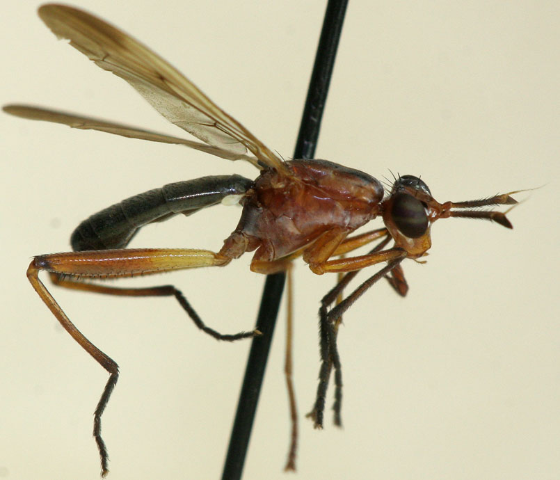 Sciomyzidae: Sepedon sp. (male) (1) Sciomyzidae: Sepedon sp. (male) (1)