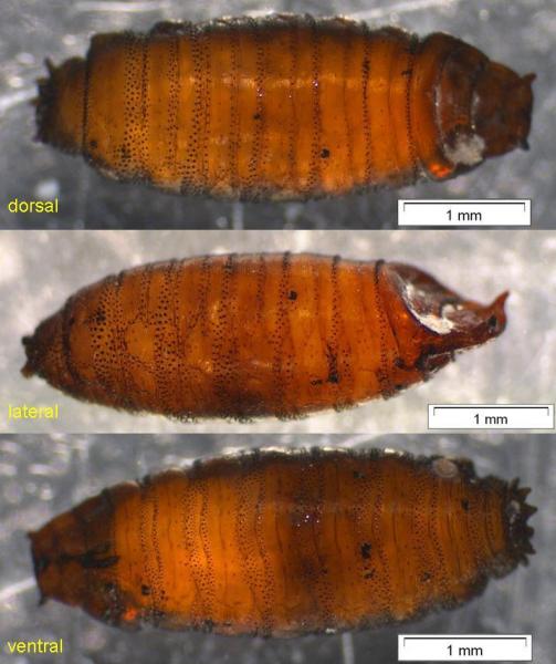 ditaeniella_grisescens_pupa_habitus_16june2010_delfland_nl.jpg